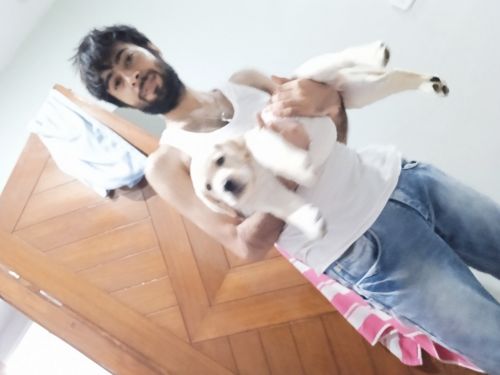 Cute labra puppy 3 months old