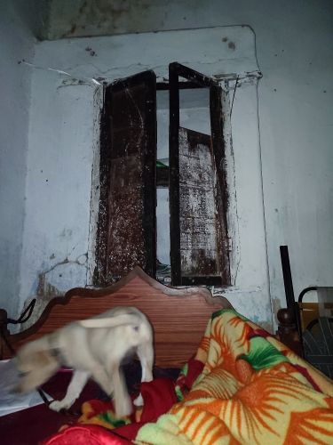 Labradoodle Puppies for sale in Warangal, Telangana, India. price: 7000 INR