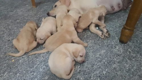 Labradoodle Puppies for sale in East Tambaram, Tambaram, Chennai, Tamil Nadu, India. price: 10,000 INR