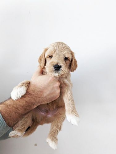 Australian Labradoodle