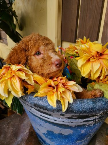 Labradoodle Red