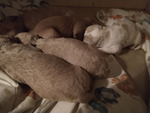 Labradoodles puppies available in April