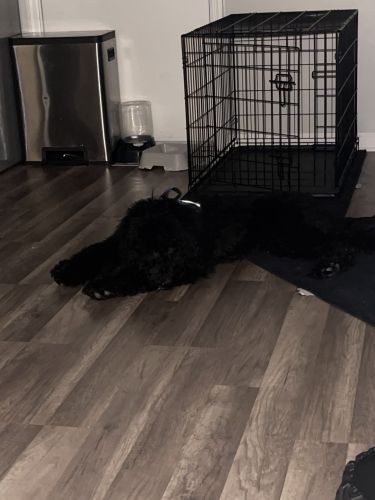 Male labradoodle needs new home