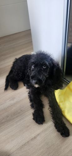 Cheerfull and Lovely Puppy