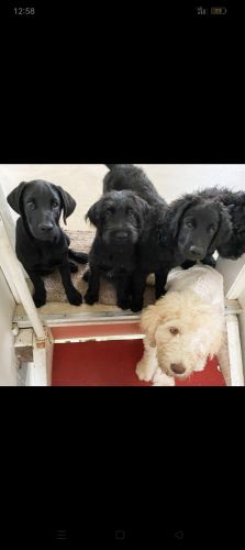 Labradoodle Puppies for sale in Bundaberg QLD 4670, Australia. price: $1,000