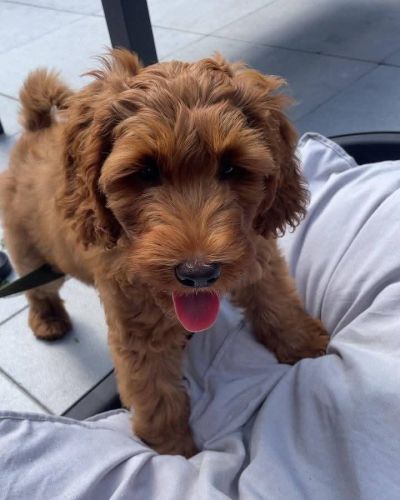 Labradoodle Puppies for sale in Toronto, ON, Canada. price: $550