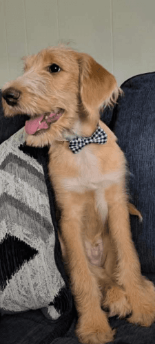 Milo the labradoodle