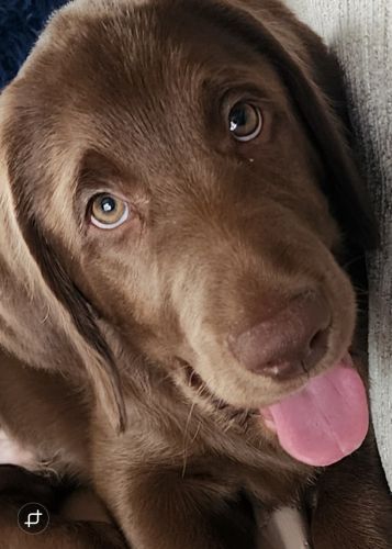 Beautiful Labradoodle
