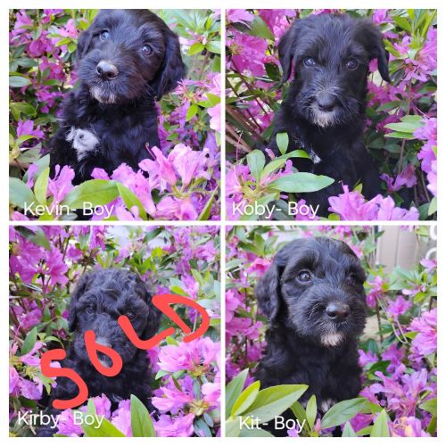 Labradoodle/Irishdoodle Puppies Ready for a New Loving Home