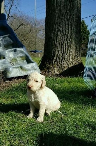 F2 Labradoddle standard size