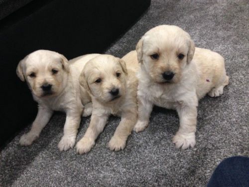 adorable labradooodle puppies