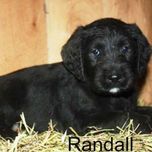 Randall ***
