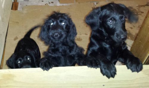 F1B labradoodles CKC registered