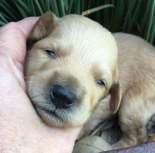 Therapy F1B Hybrid Super Coats Labradoodles