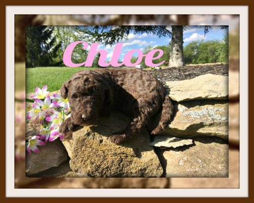 CHLOE LABRADOO FEMALE F1B