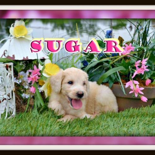 SUGAR FEMALE