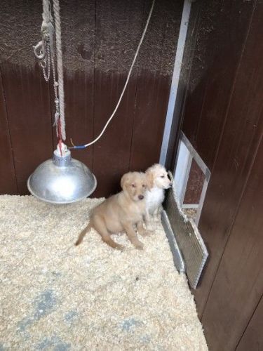labradoodle Puppies For Sale TEXT***
