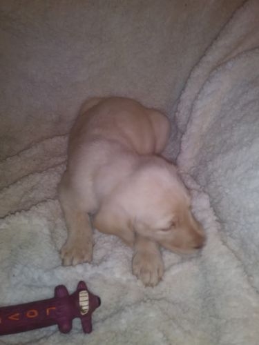 f1 female labradoodle