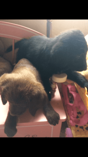 Labradoodle puppies
