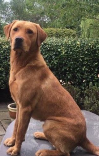 Fox Red Pedigree Lab,text on ***