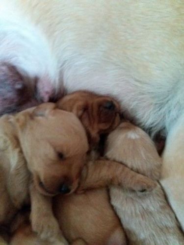 F1 Miniture Labradoodles