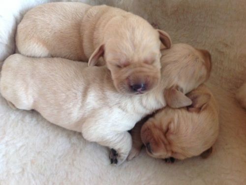Beautiful Black & Yellow Labrador Puppies For Sale,text on ***