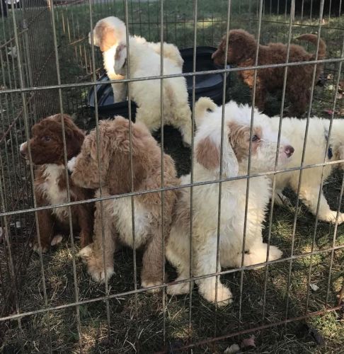 F1B Akc Labradoodle Puppies