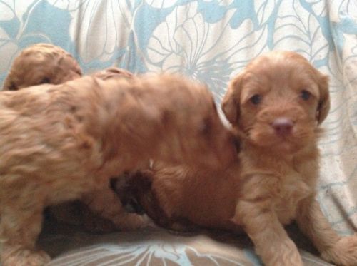 Miniature Labradoodles