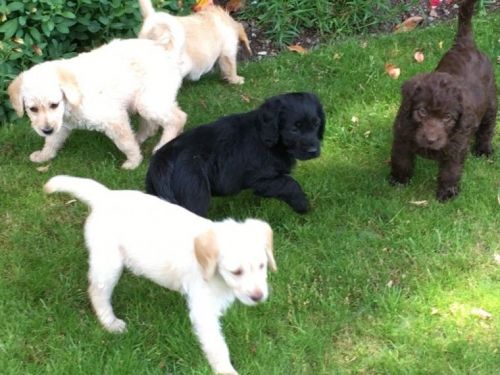 Golden Apricot F1 Labradoodle Pups