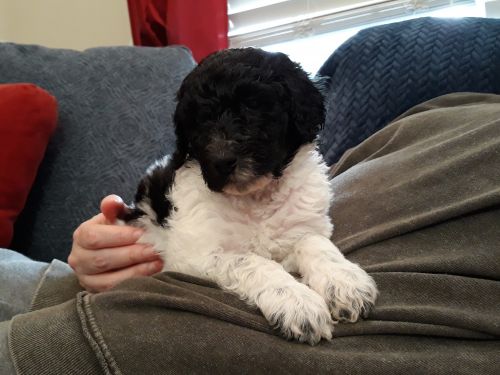 Labradoodles Buford GA