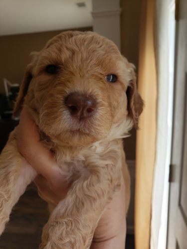 Labradoodle puppies