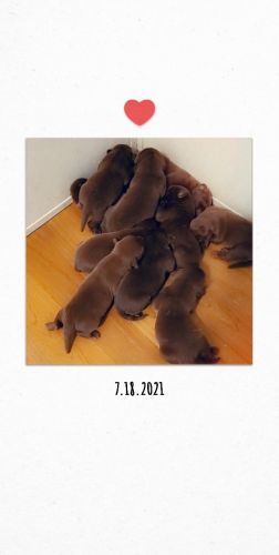 Labradors for sale