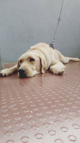 Labrador male pup for adoption