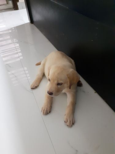 Sell labrador