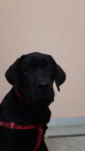 Labrador 6 months old for sale in Delhi near Rohini