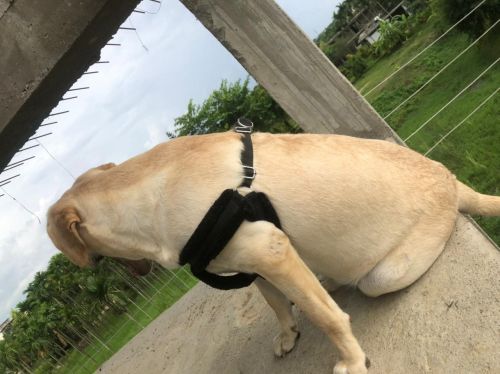 Searching for new home