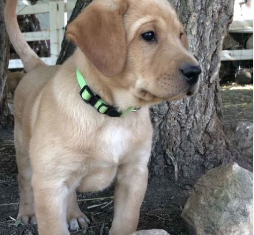 AKC Labrador Puppy Betsy
