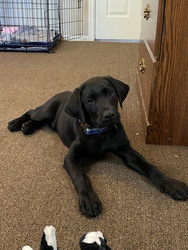 13 Week Old Male Black Lab