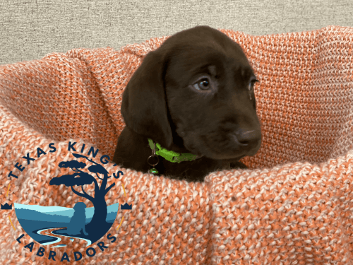 Chocolate Labrador - champion lineage