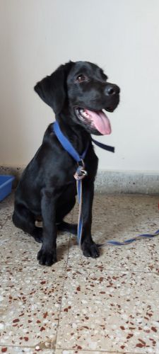 Black Labrador very healthy