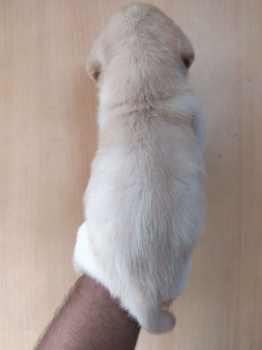 Female lab puppies available