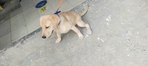 Labrador 4 Months Female