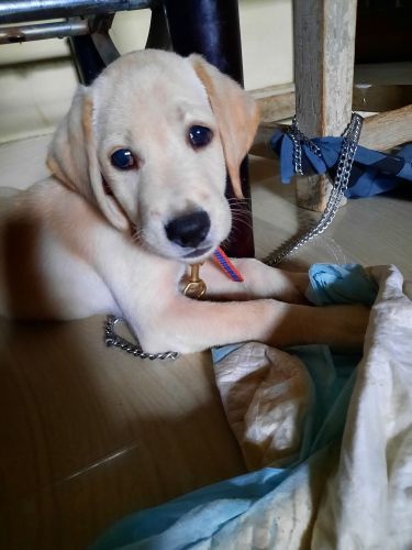 Labrador puppy for sale