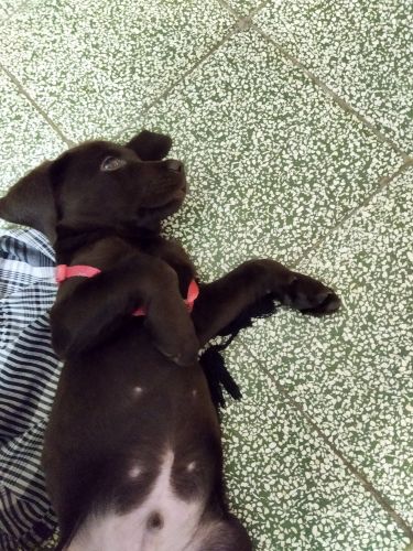 Labrador vaccinated with doctor file