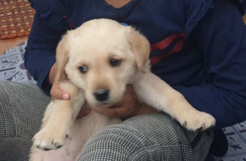 Labra male puppy 40 days