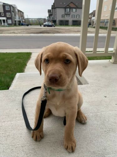 Labrador Retriever Puppies for sale in Atlanta, GA, USA. price: NA