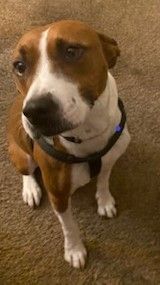 7 year-old Active Lab/Boxer Mix Needs and Active Home