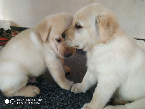 Labrador puppies for sale