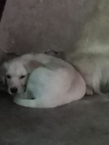 Labrador reteiver for sell (female)