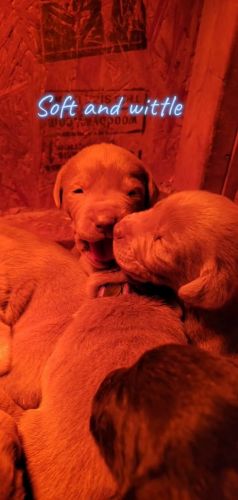 Labrador Retriever Puppies for sale in Hiddenite, NC 28636, USA. price: $900